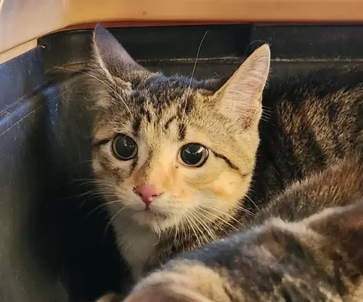 CINNAMON