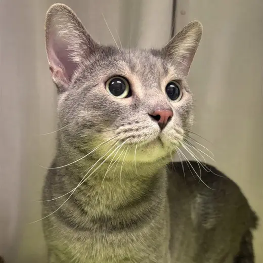 GORDON