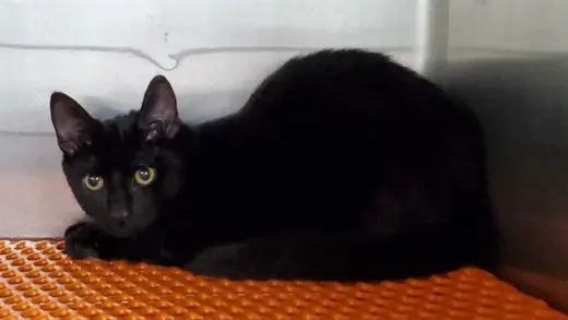 OREO