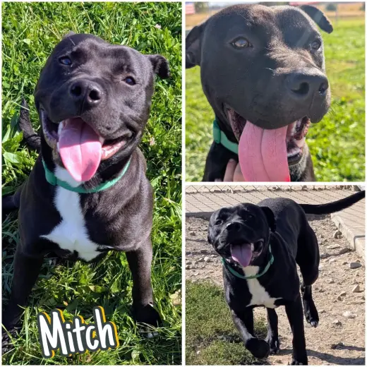 Mitch