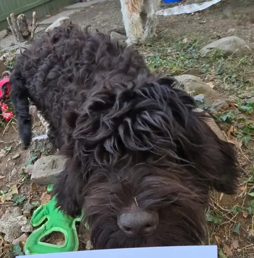 Otto