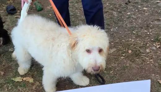 Oscar