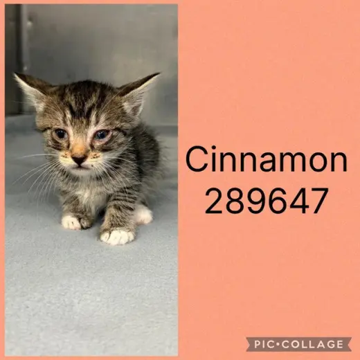CINNAMON