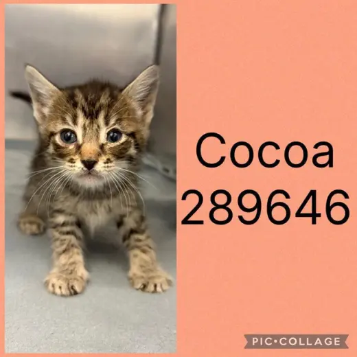 COCOA