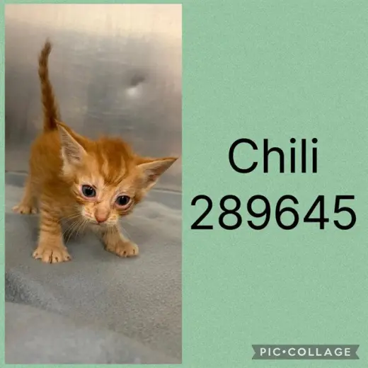 CHILI