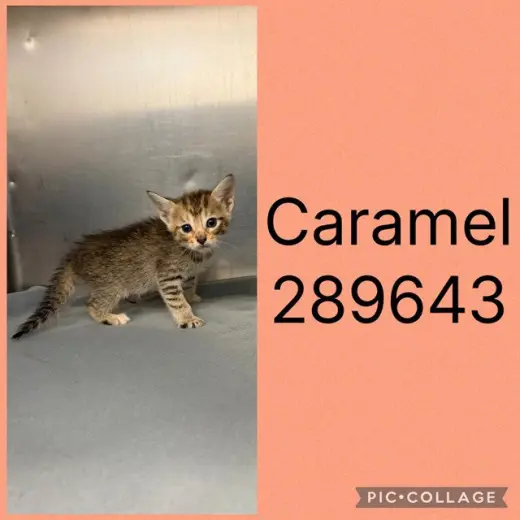 CARAMEL