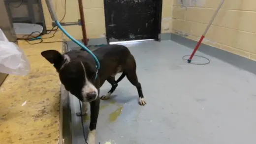 ROADRUNNER