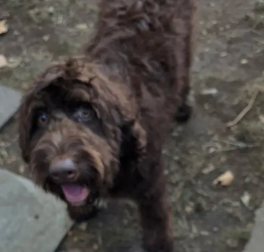 Koda