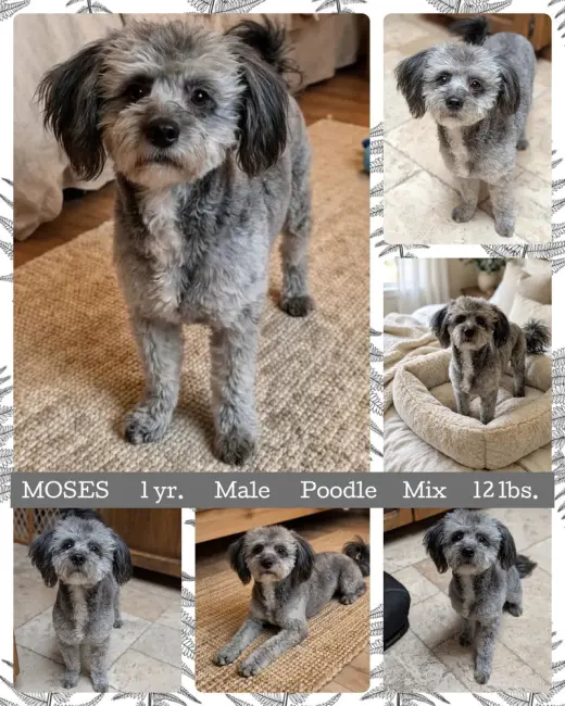 MOSES