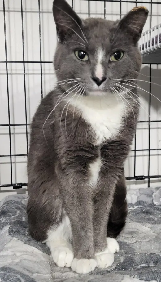 Gray Bear