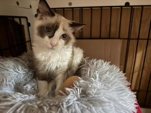 BABY BLUE