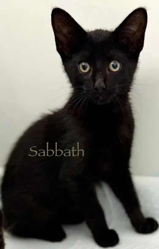 Sabbath