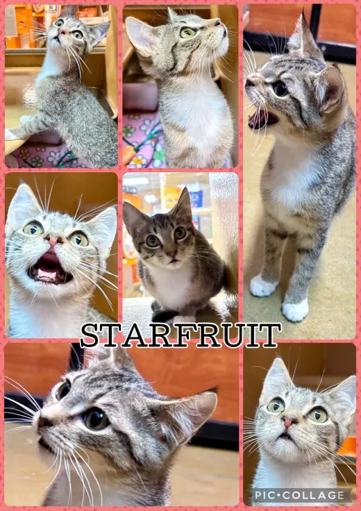 STARFRUIT