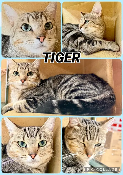 TIGER