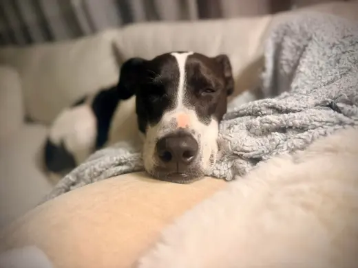 Rubix (Foster or Adopter needed!)