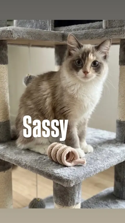 Sasparilla (Sassy)