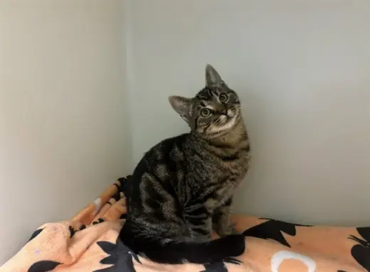TOMAS