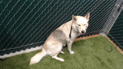 KAYA