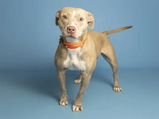 NALA