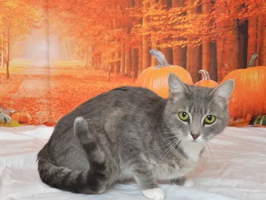 TABITHA