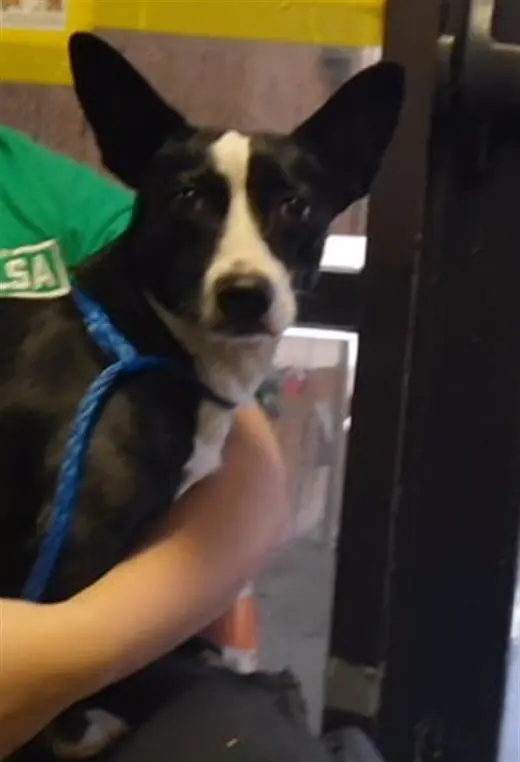 FIONA