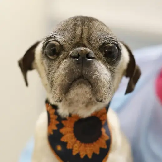 PACO