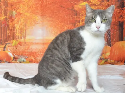 MR. KITTY