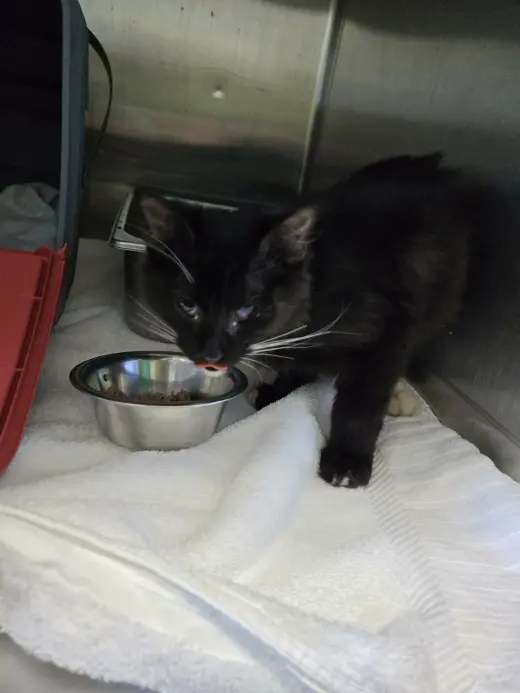 Coal - Not at shelter (Barbe)