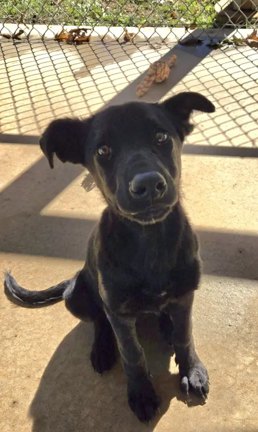 Mary Ann - At shelter available 10/18