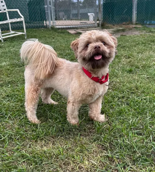 Chewbacca