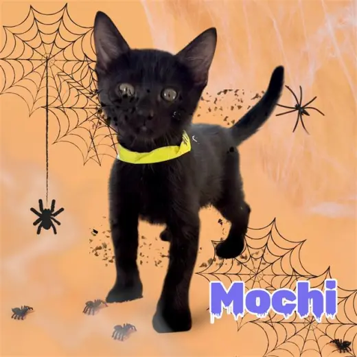 MOCHI