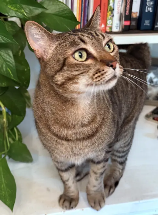 PRINCE TUBBY - Offered by Owner - Senior friendly