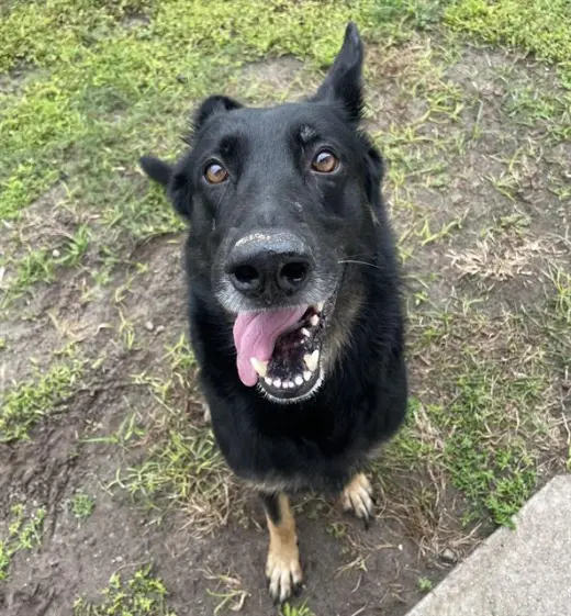 SHILOH