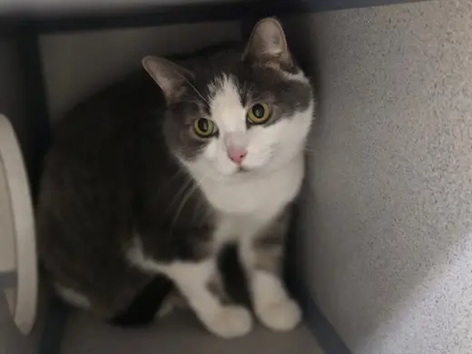 ROSIE