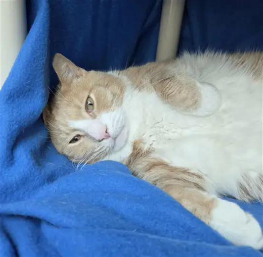 *CREAMSICLE
