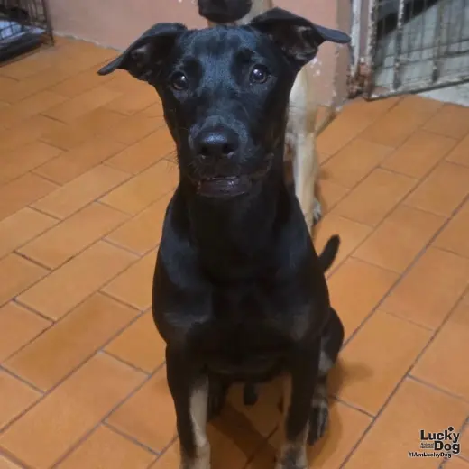 Blackie
