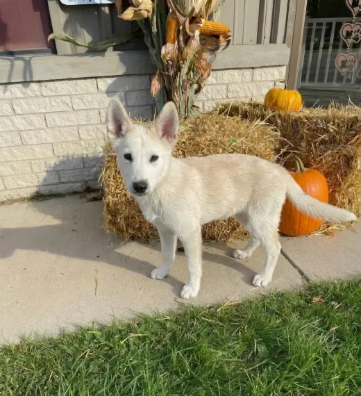 **MARSHMALLOW**