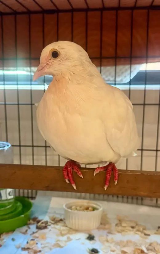 Goose