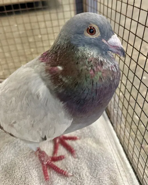Pekoe