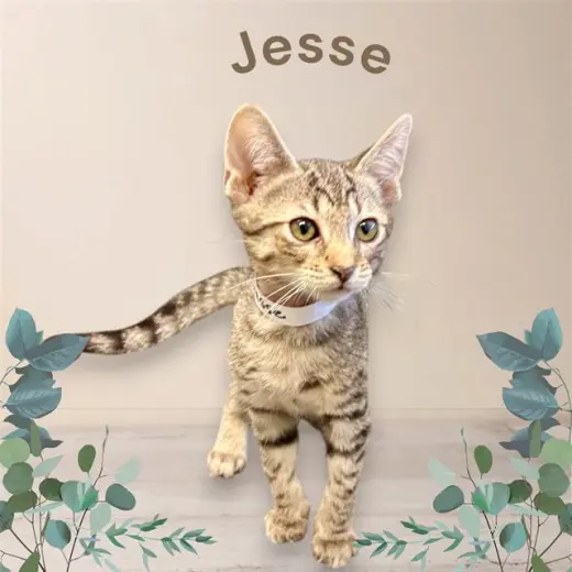 *JESSE