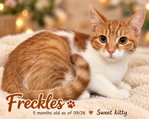 Freckles (FCID# 09/08/2026-158)