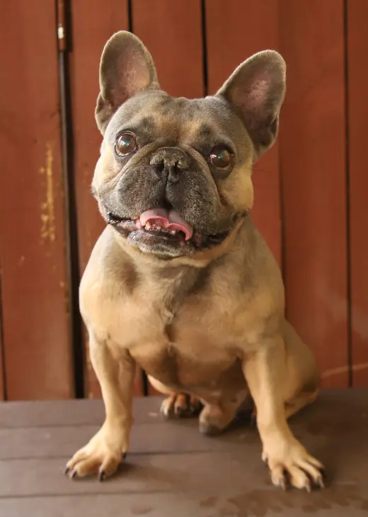 Paco
