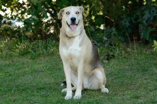 Vera