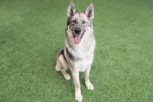 Zephyr