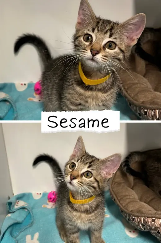 Sesame Chicken