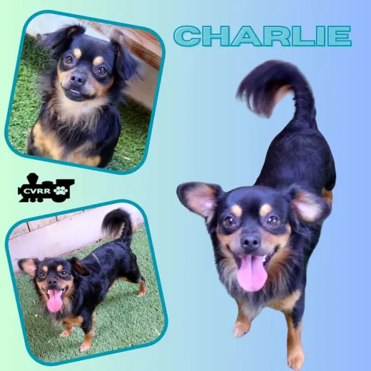 Charlie