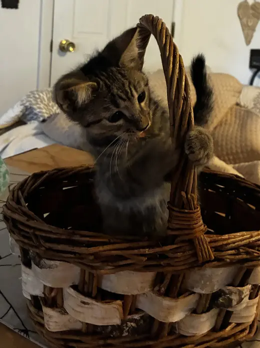 Pop