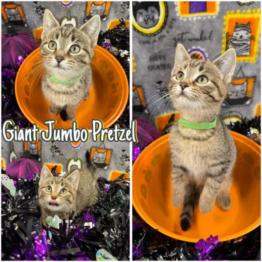 Giant Jumbo Pretzel