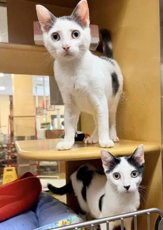 Daisy and Tommy