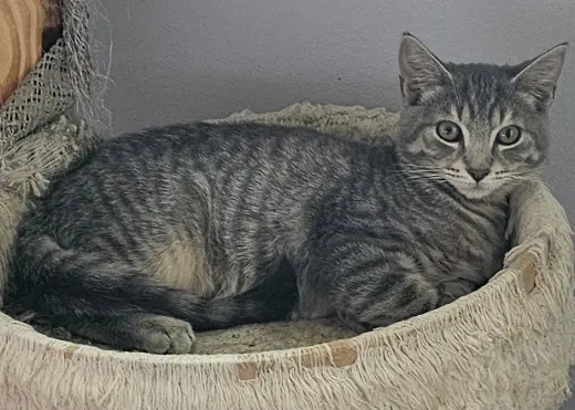 Luigi, Willow Grove Area, (FCID 08/11/2026-120)